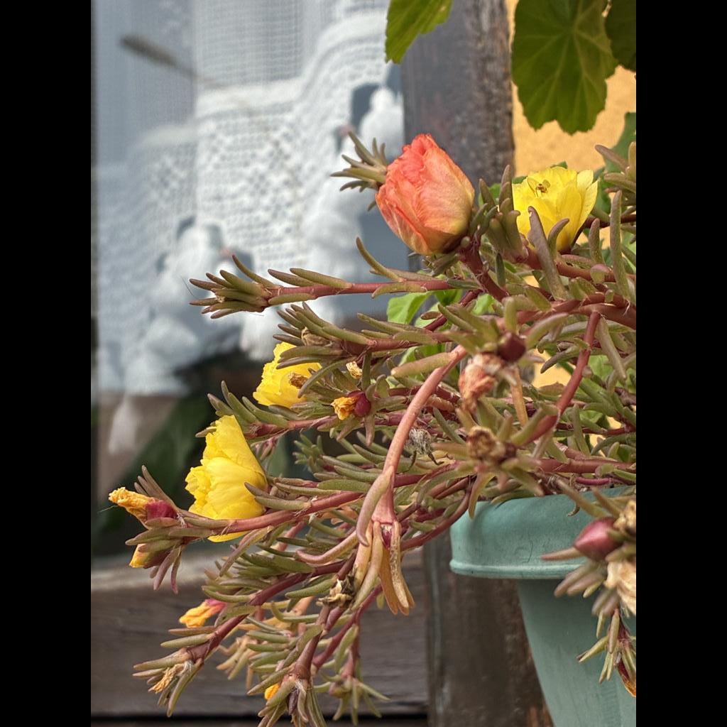 Kaldırım çiçeği